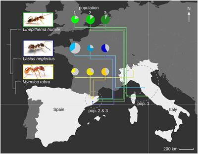 Antiviral immune response reveals host-specific virus infections in natural ant populations